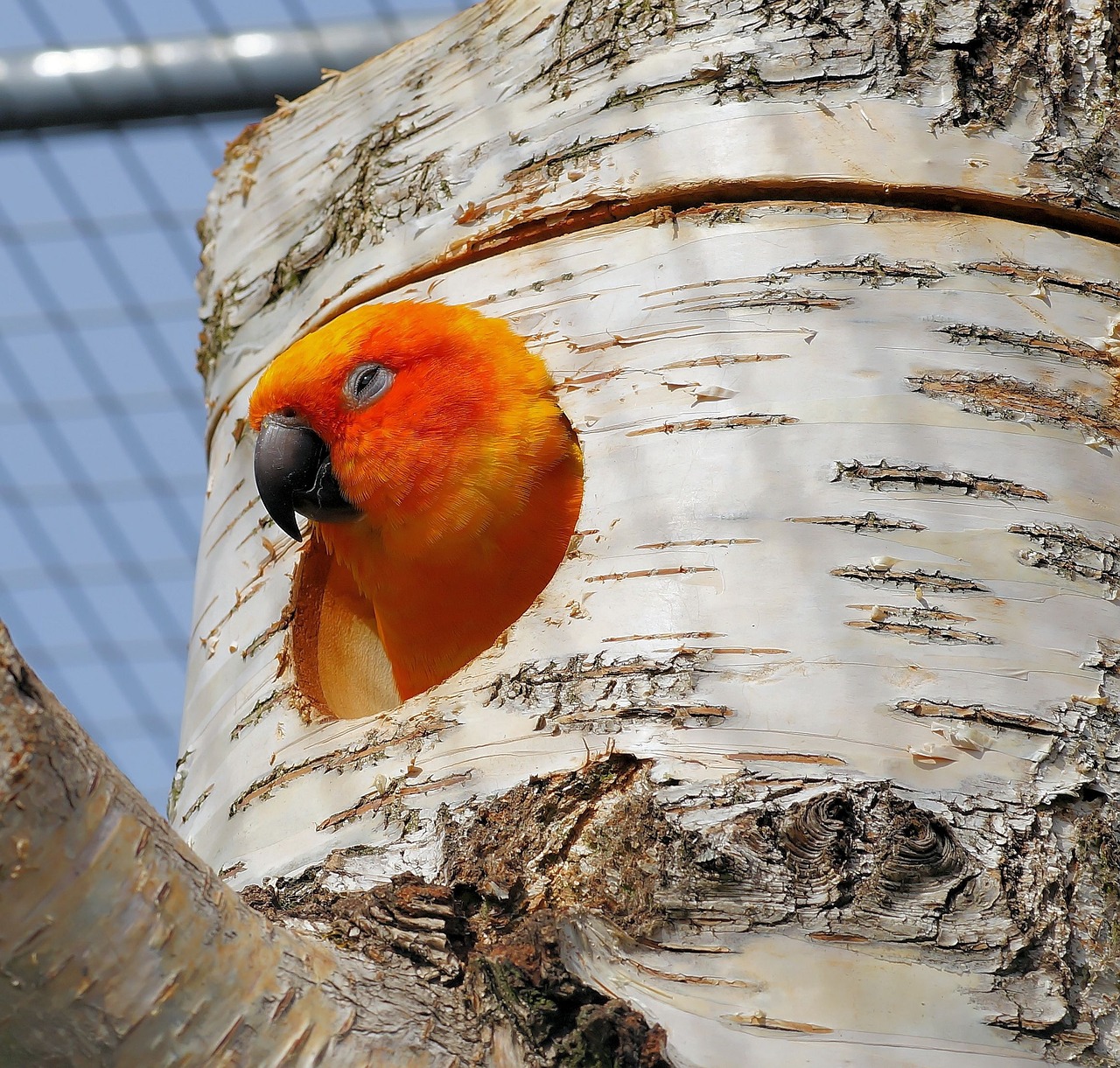 parrot bird colorful free photo