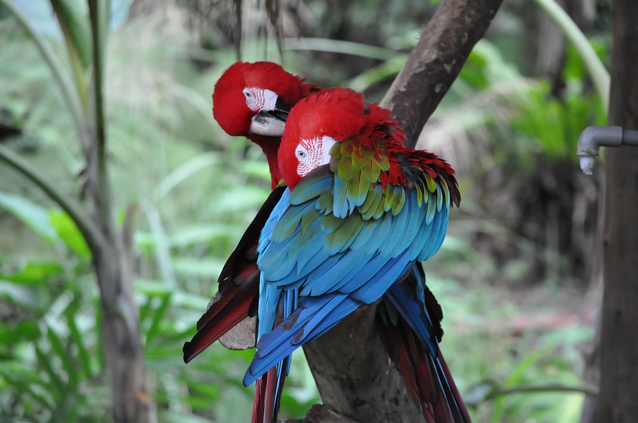 parrot birds pet free photo