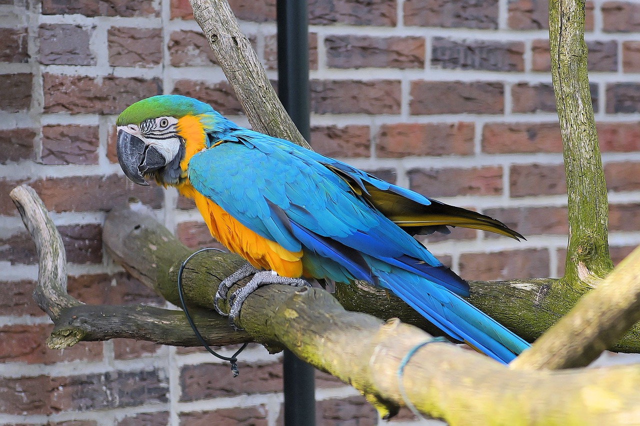 parrot ara bird free photo