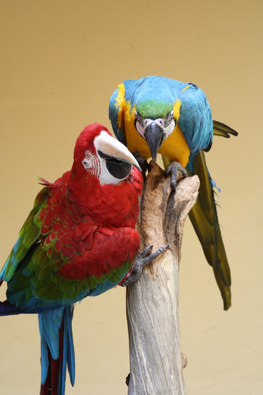 parrot ara bird free photo