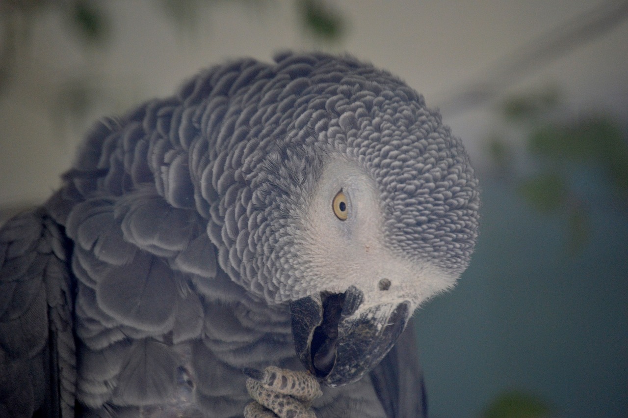 parrot grey feather free photo