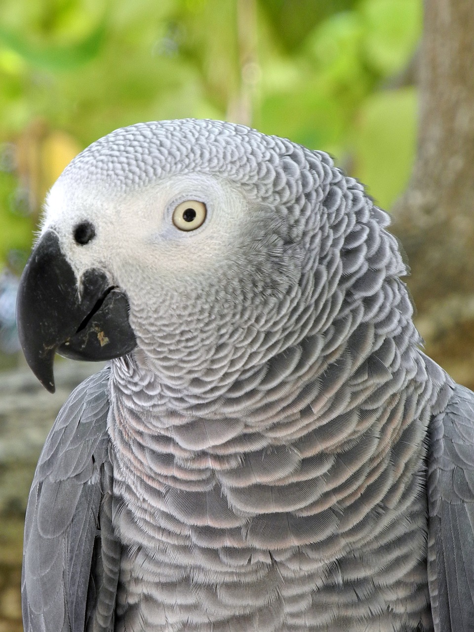 parrot grey head free photo