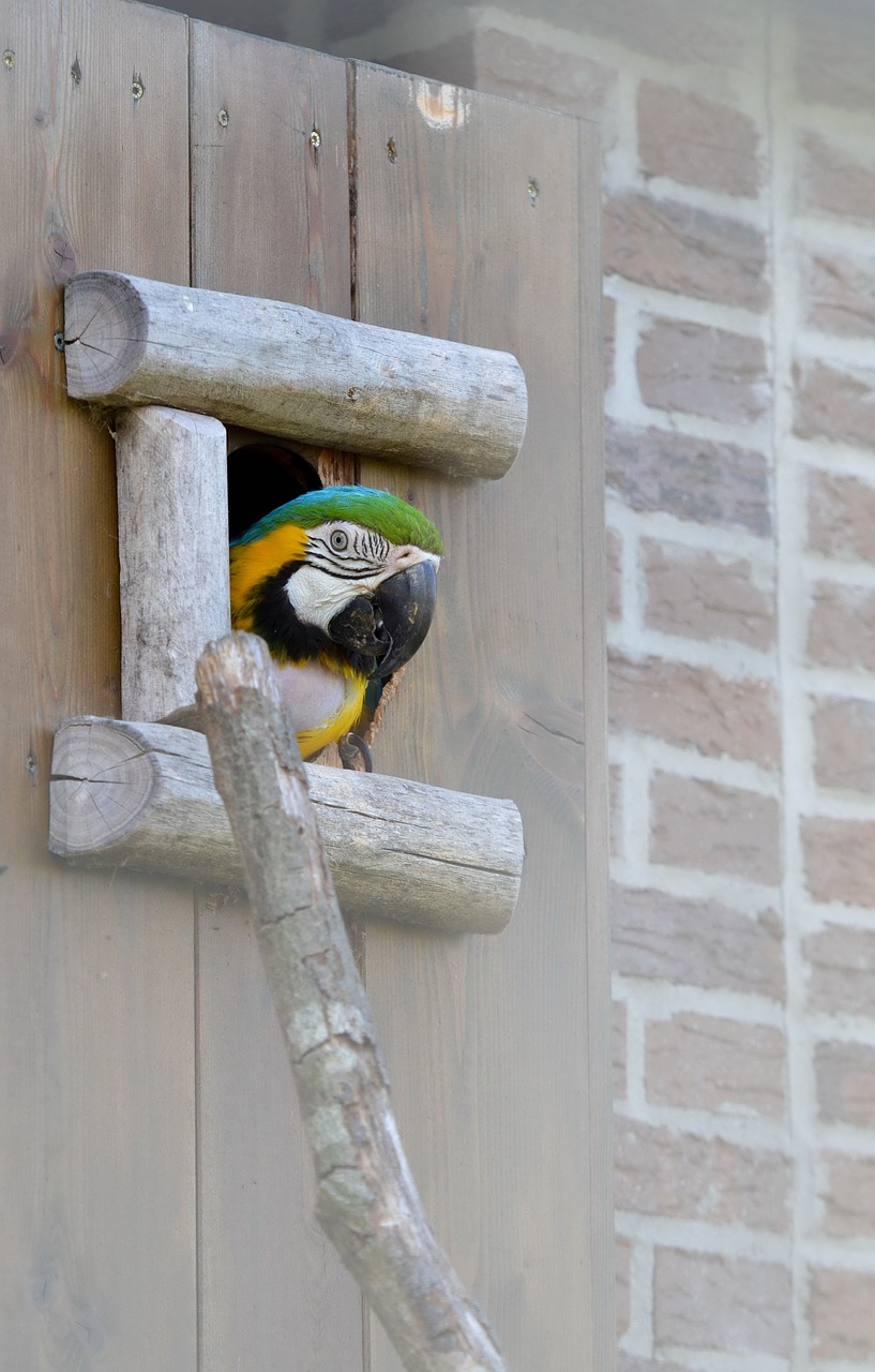 parrot ara colorful free photo