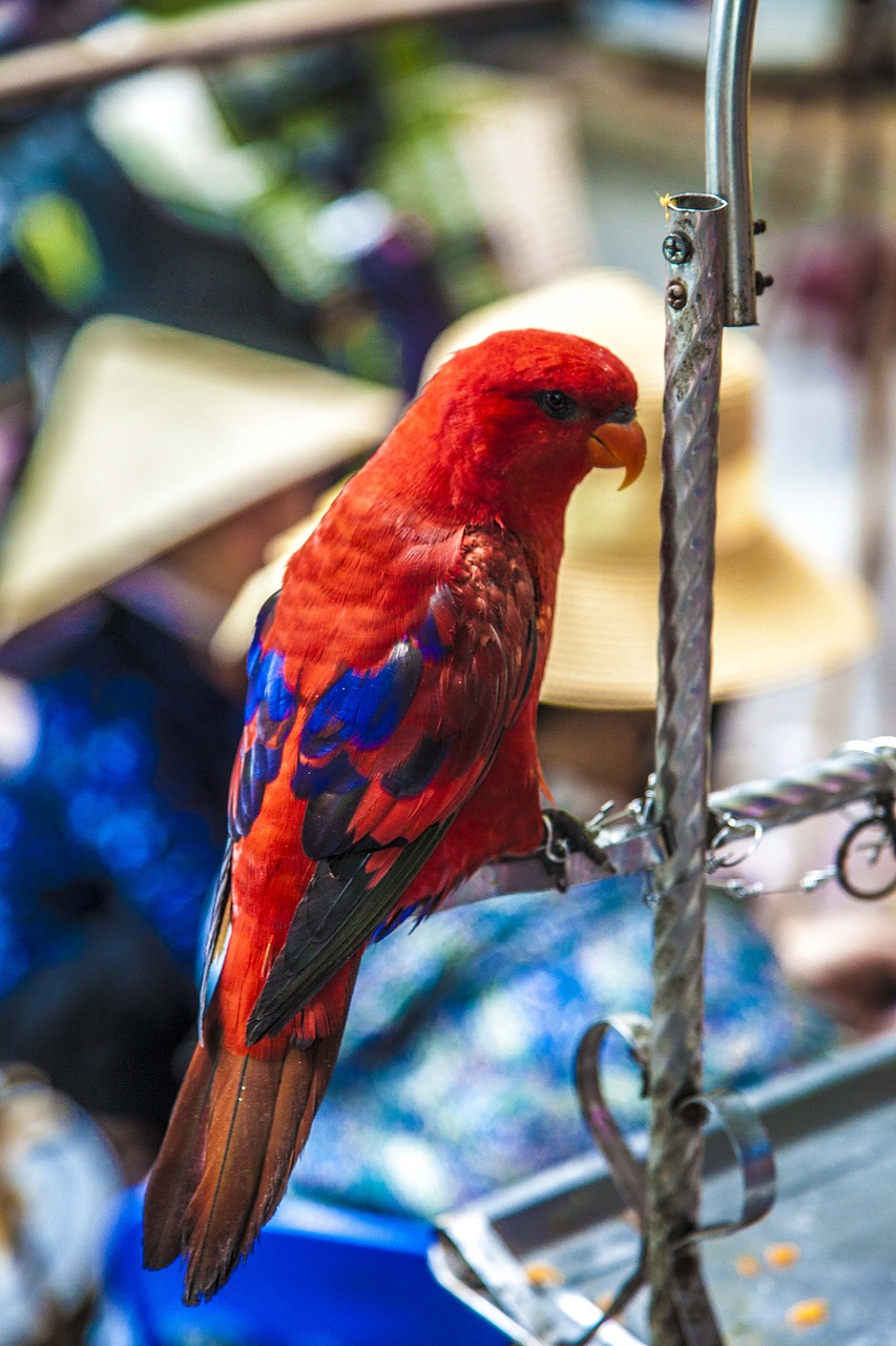 parrot bird viet nam free photo