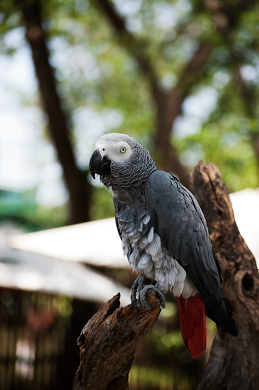 parrot africa nature free photo