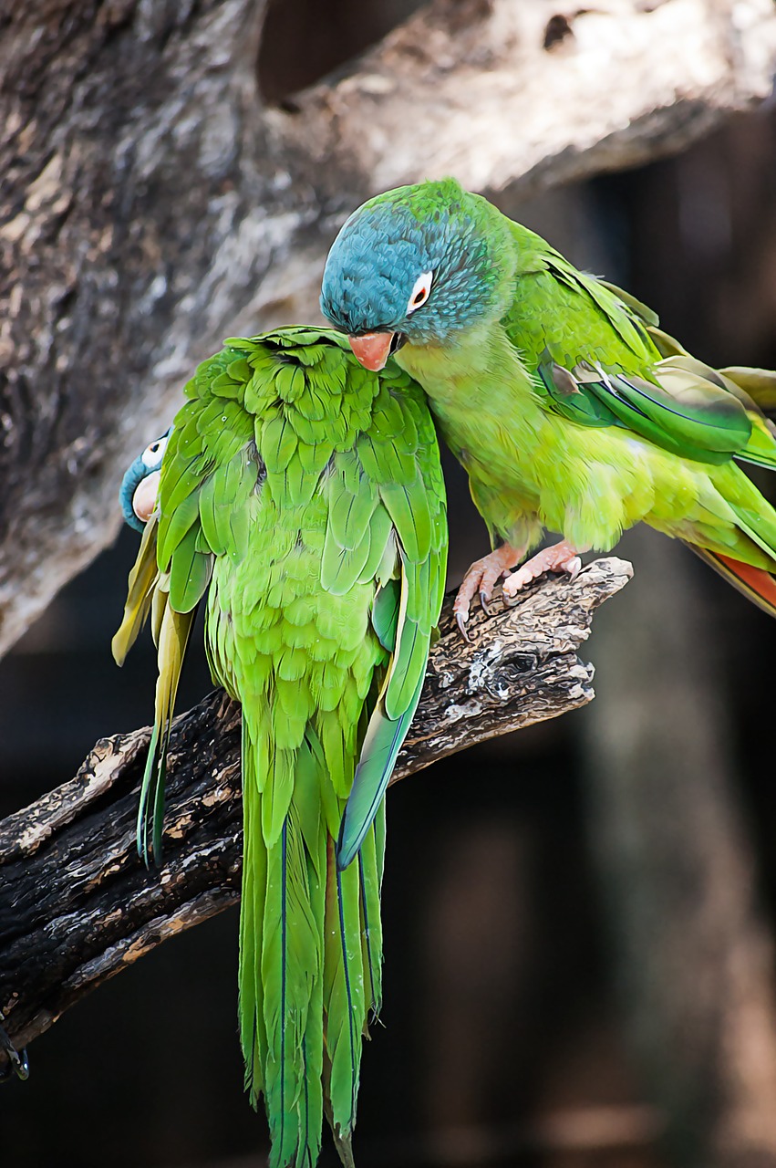 parrot africa animal free photo