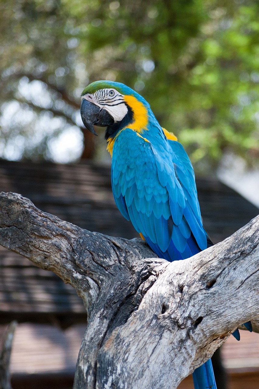 parrot africa bird free photo