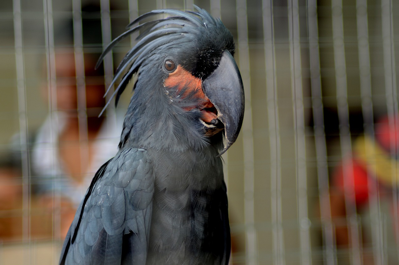 parrot bird blackbird free photo