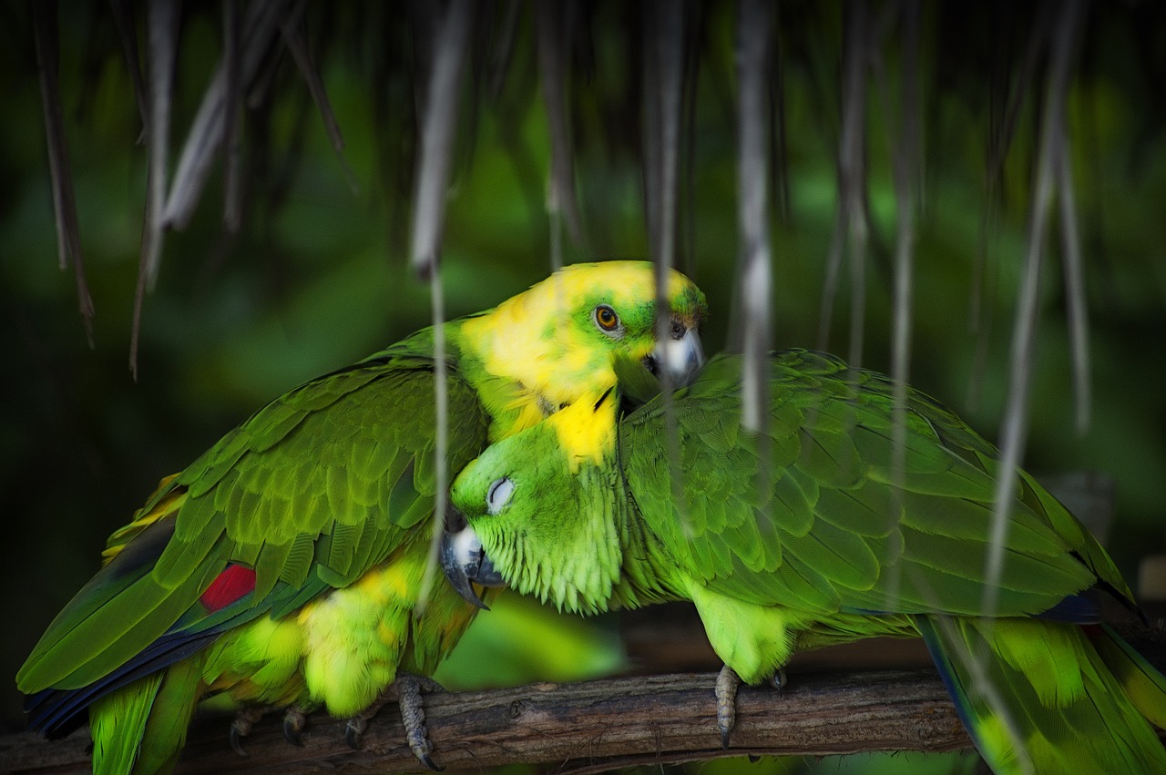 parrot bird tropical free photo