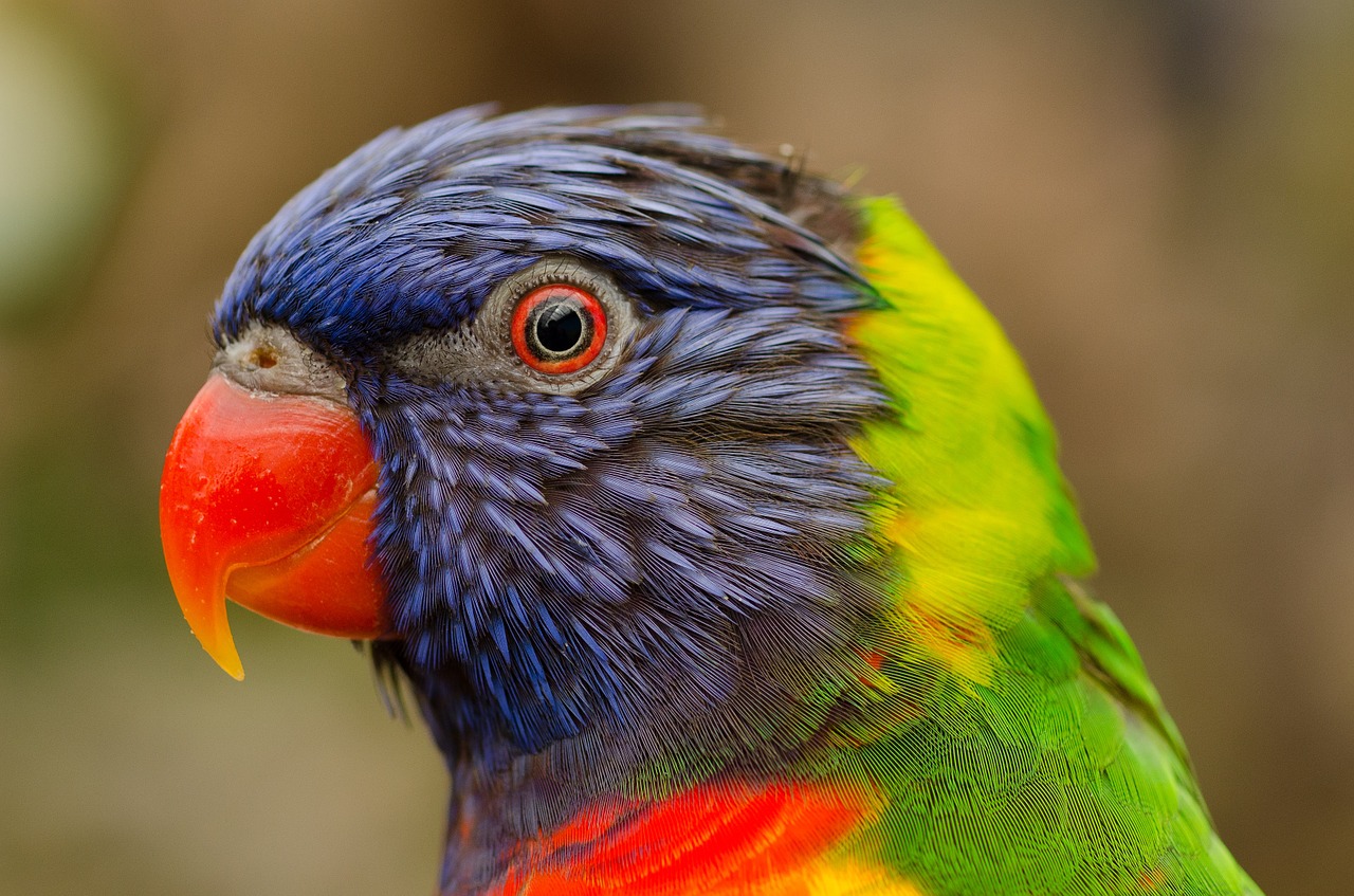 parrot colorful bird free photo