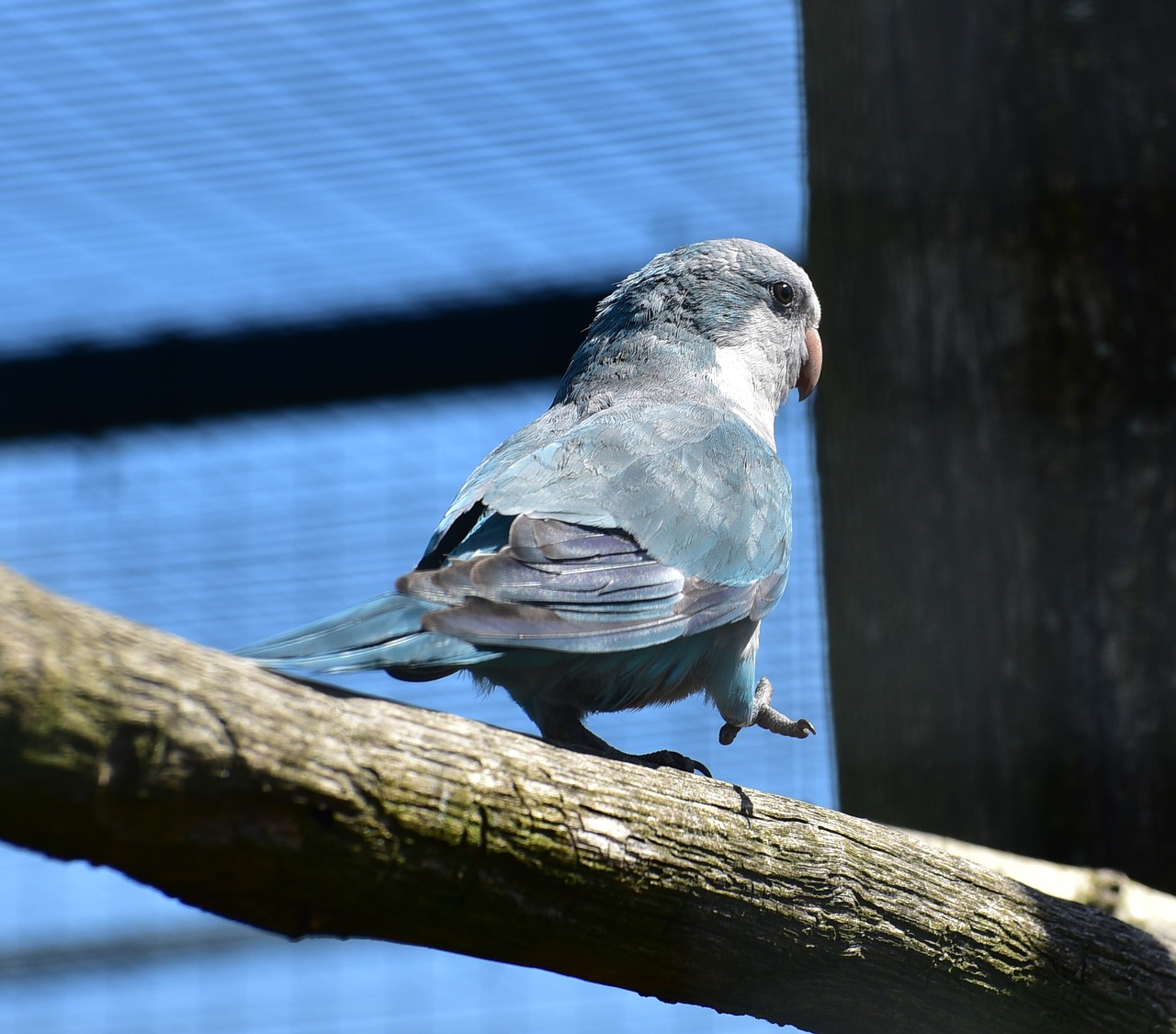 parrot small bird free photo