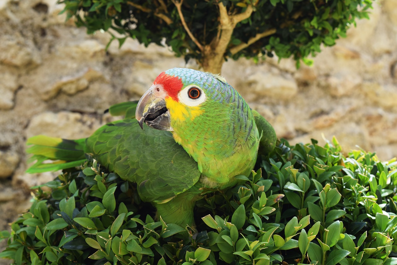 parrot bird animals free photo