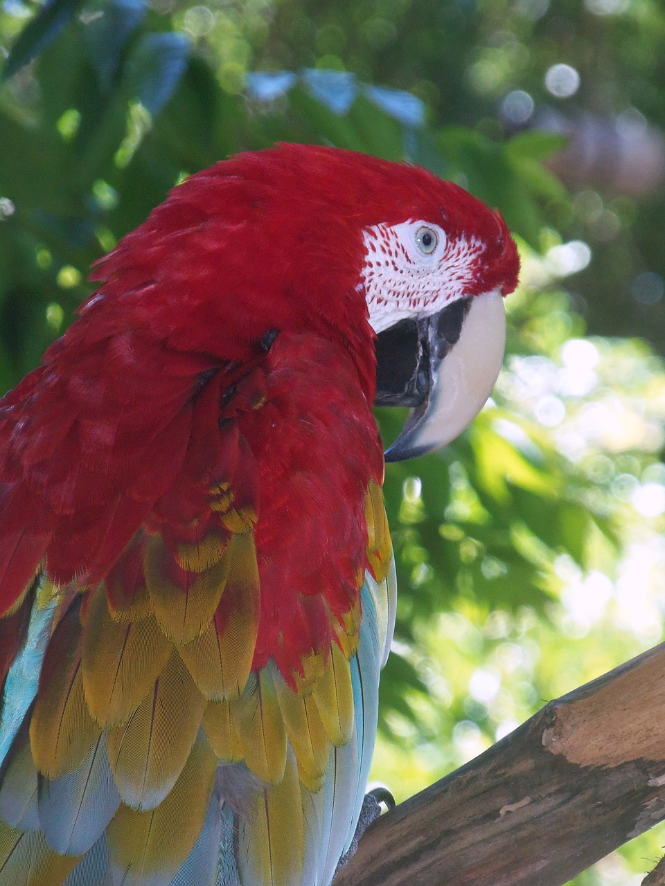 parrot red bird free photo