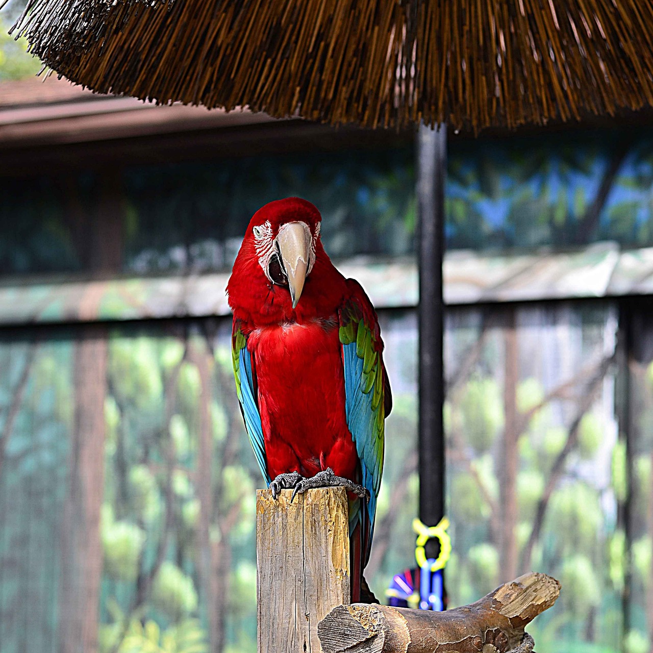 parrot zoo bird free photo