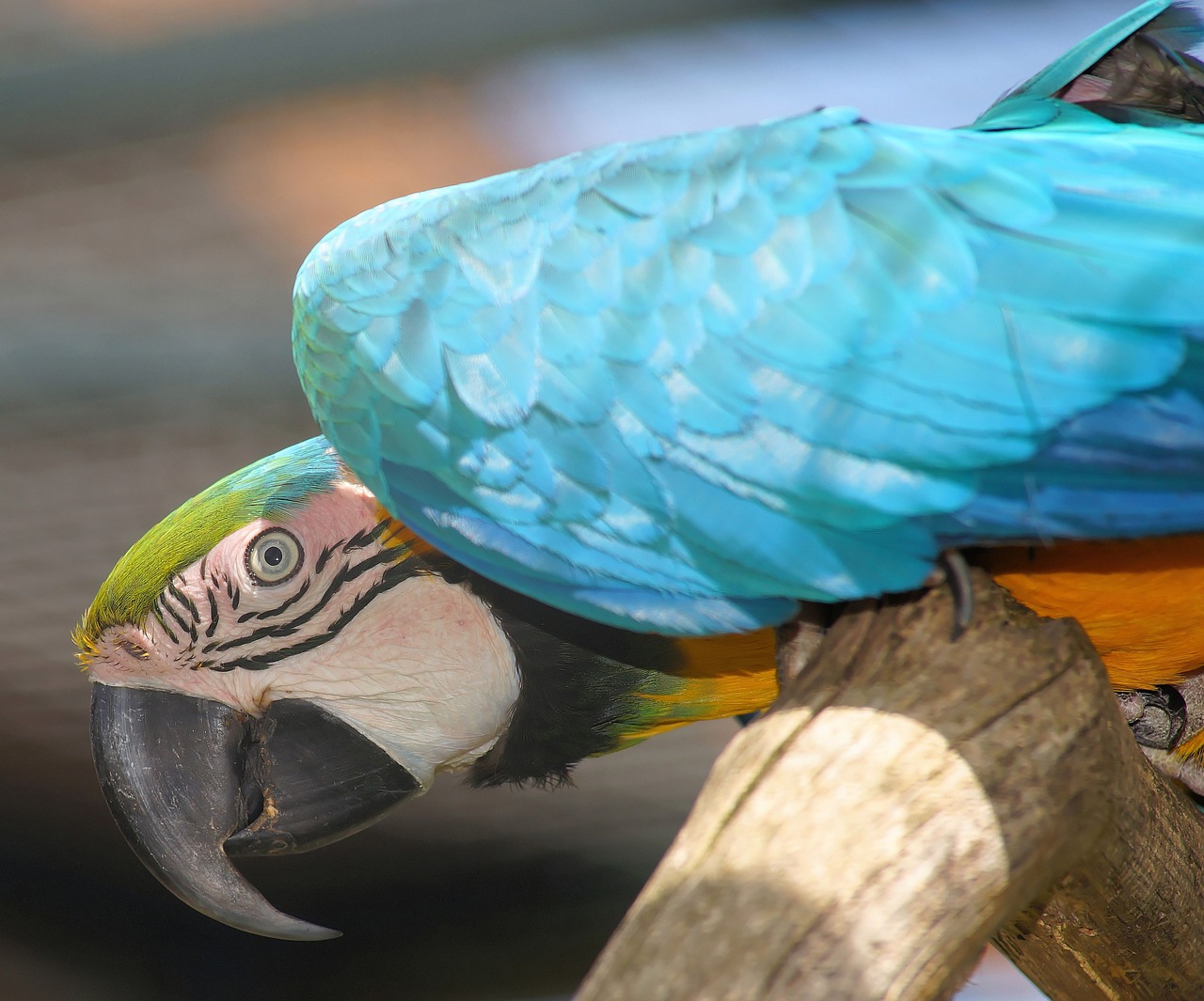 parrot ara bird free photo