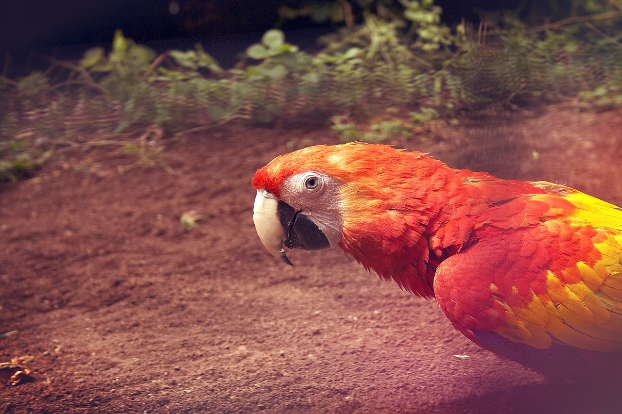 parrot bird head free photo