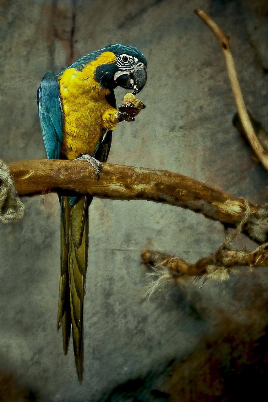 parrot bird colorful free photo