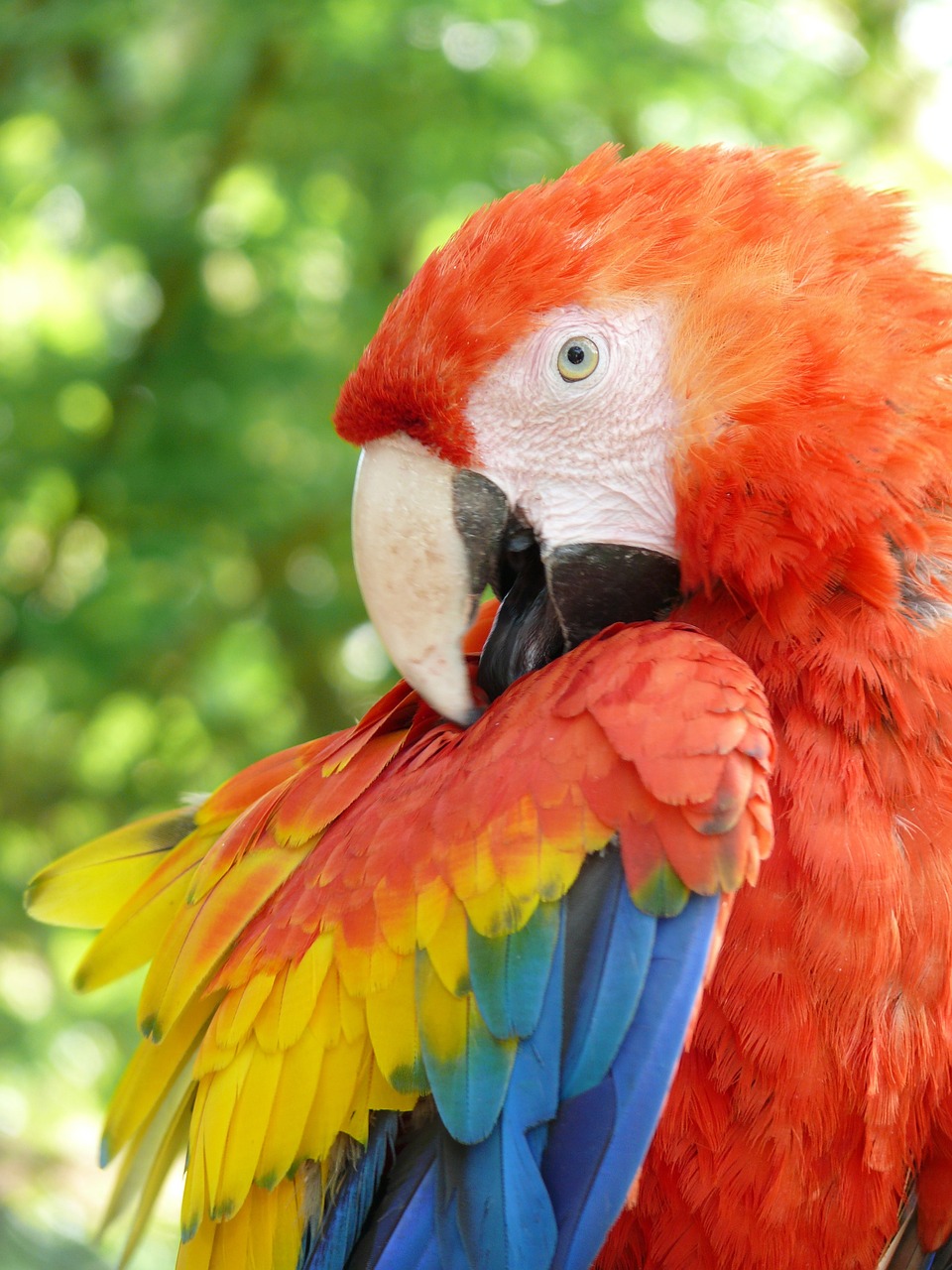 parrot ara bird free photo
