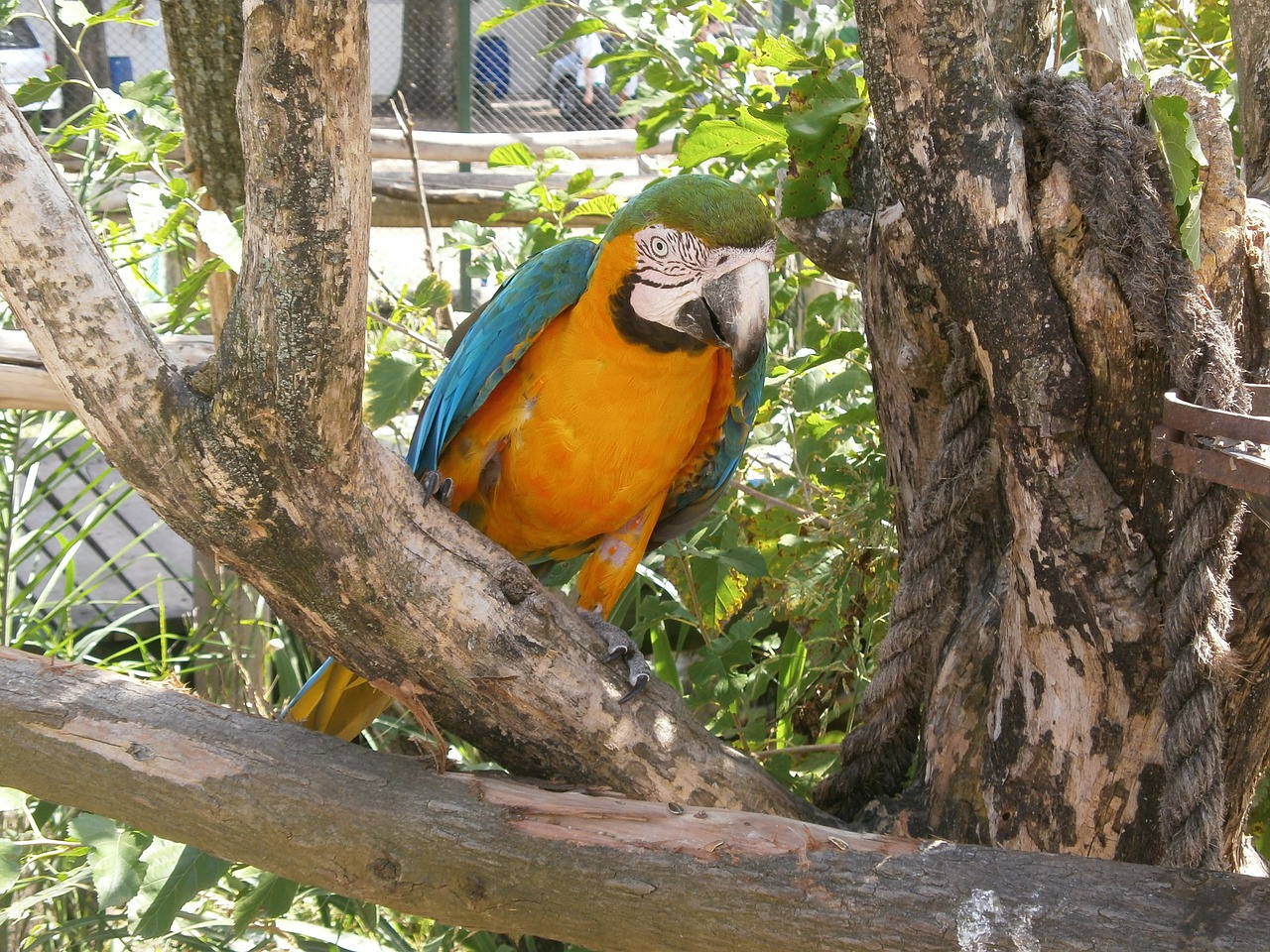 parrot ave zoo free photo