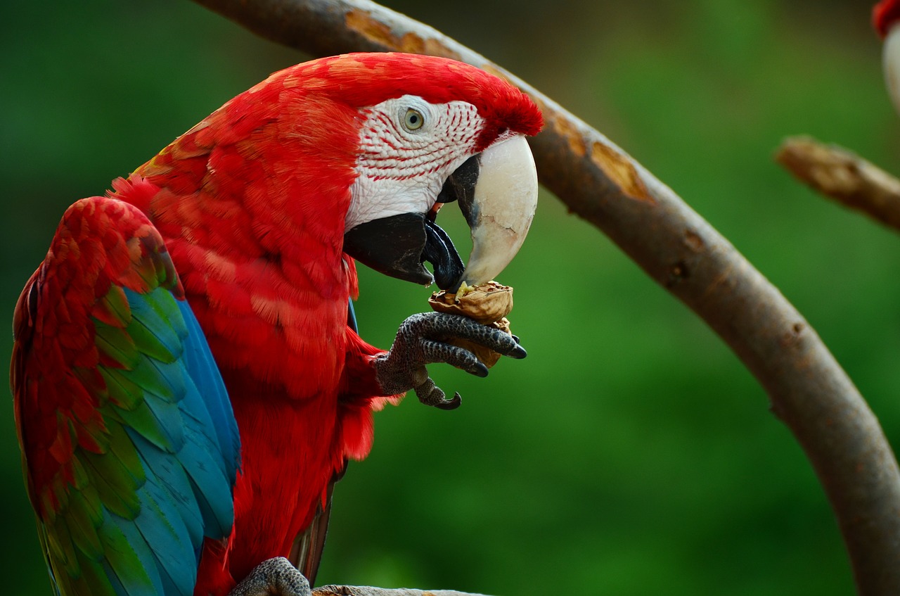 parrot bird colorful free photo