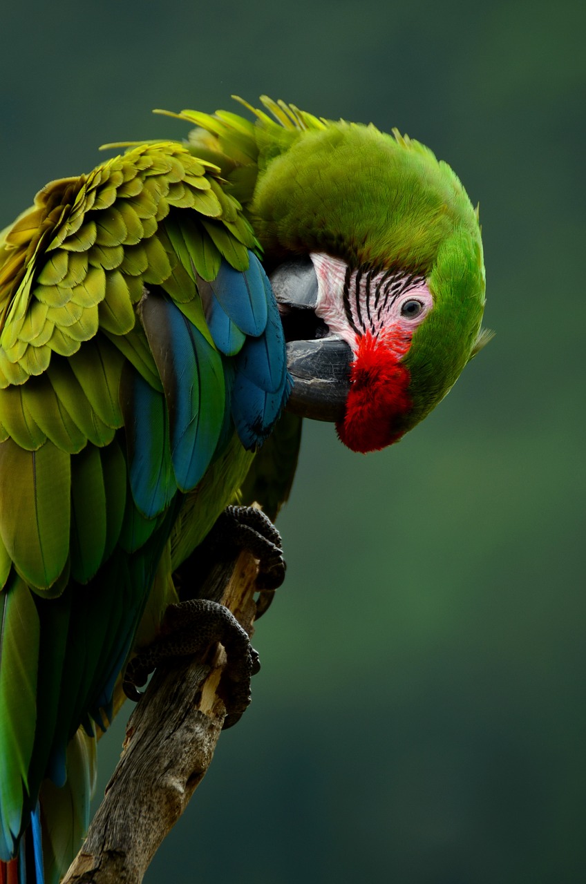 parrot bird colorful free photo