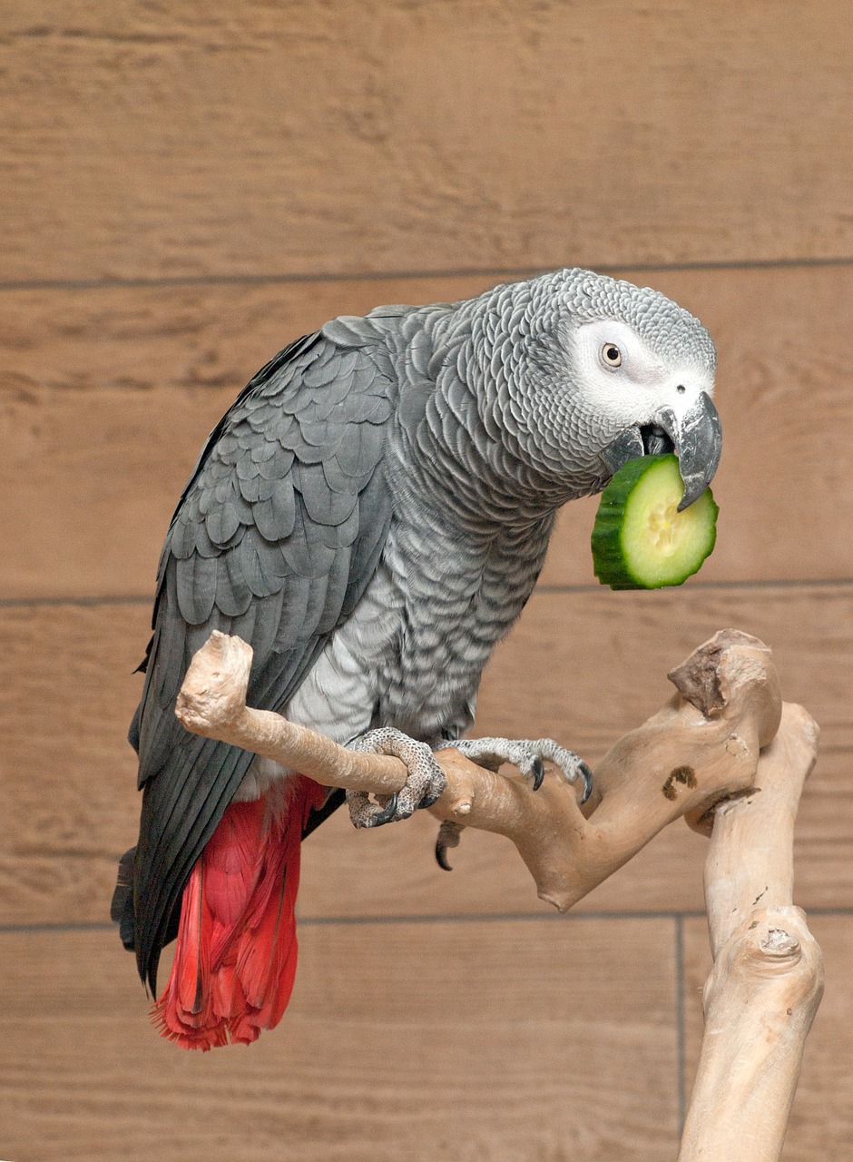parrot african grey bird free photo