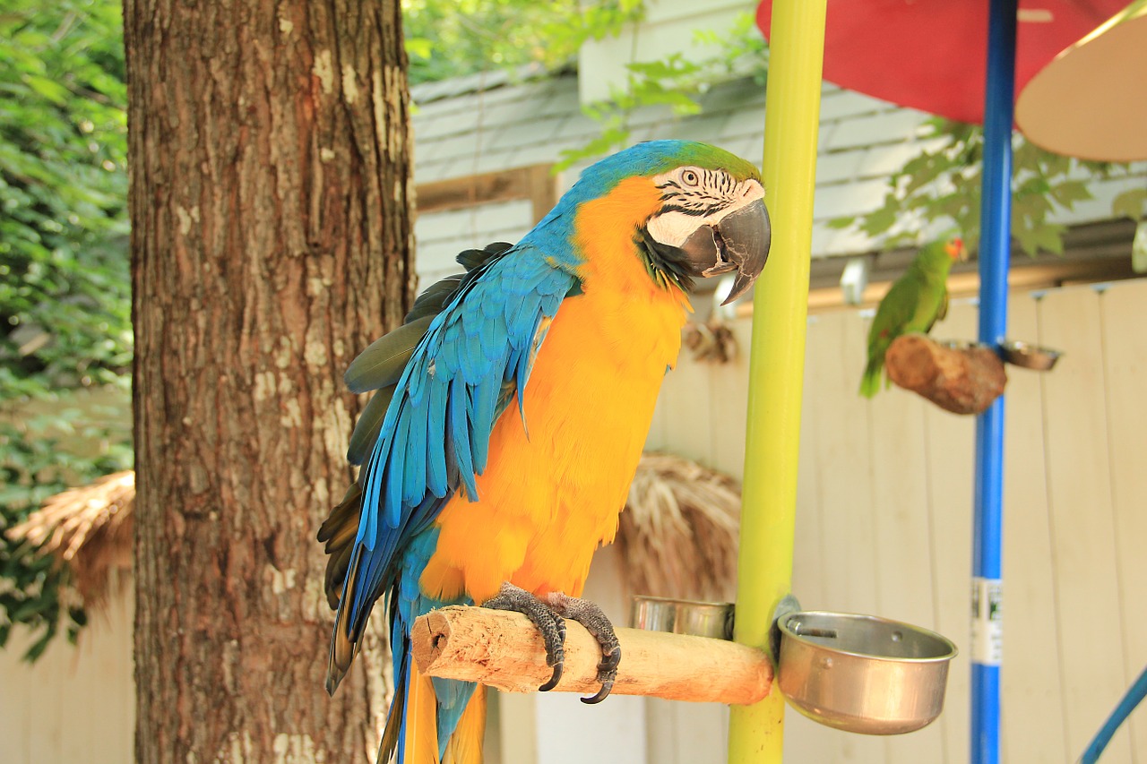 parrot blue yellow free photo