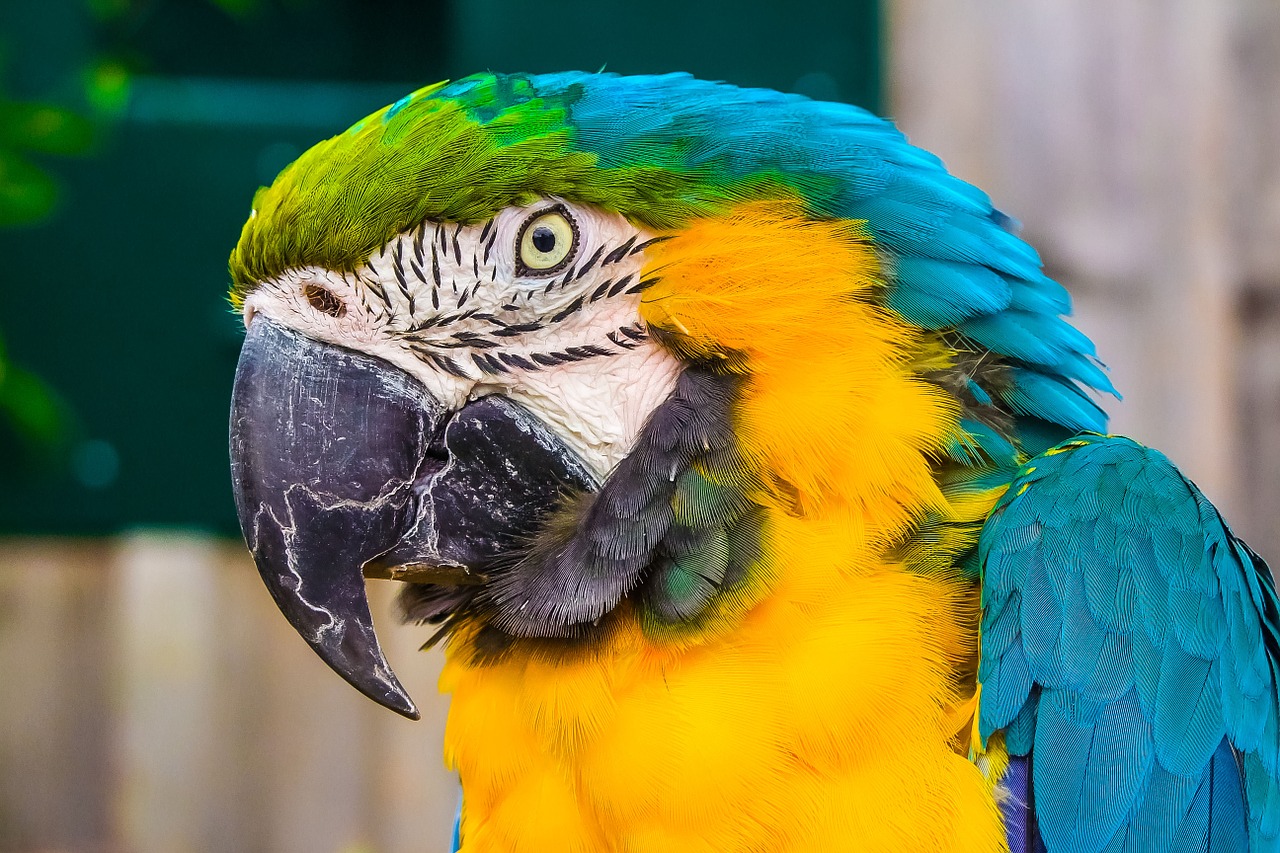 parrot bird nature free photo