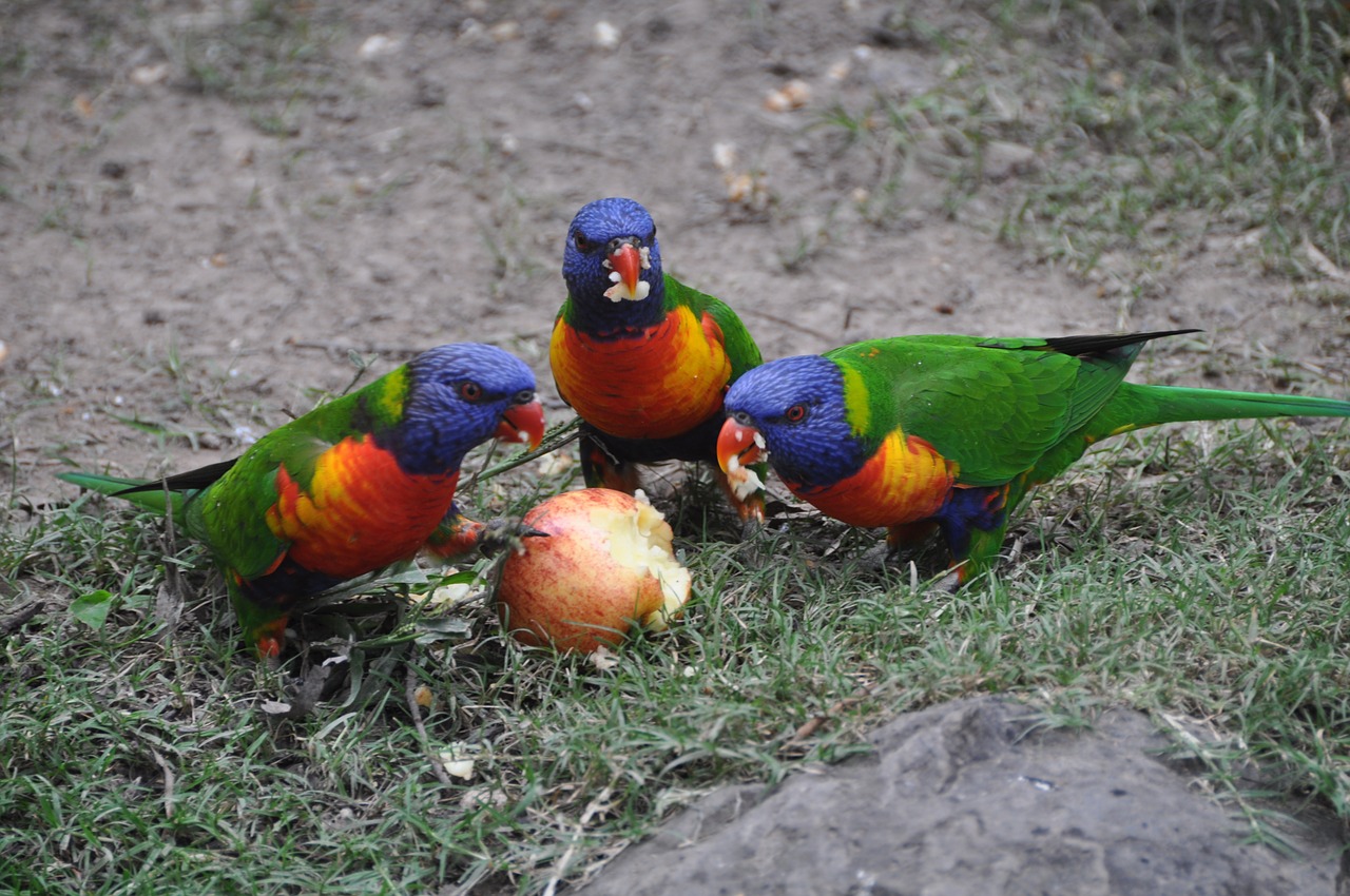 parrot colorful animal world free photo