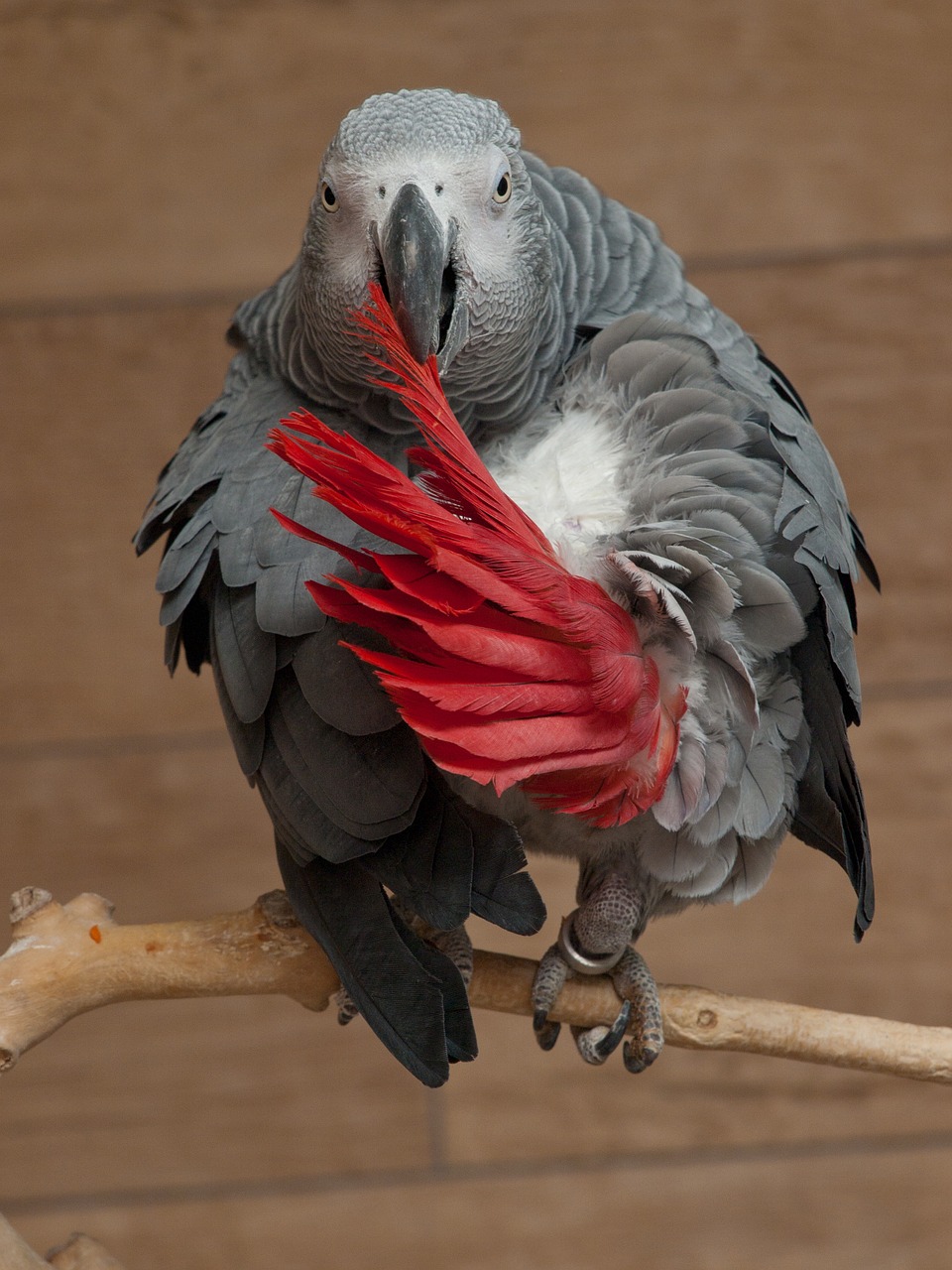 parrot psittacus erithacus african grey parrot free photo