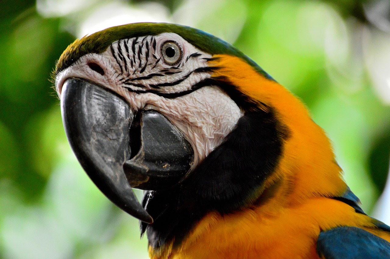 parrot macaw ave free photo