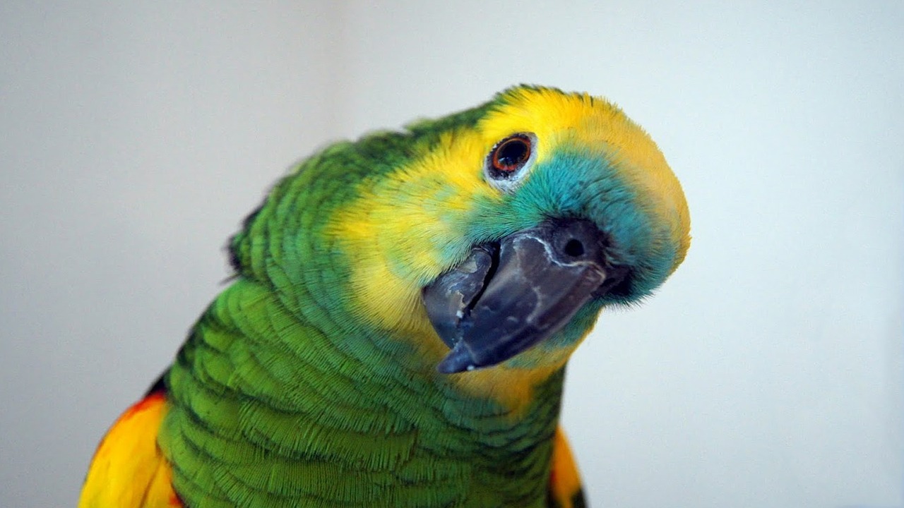 parrot amazone blue free photo
