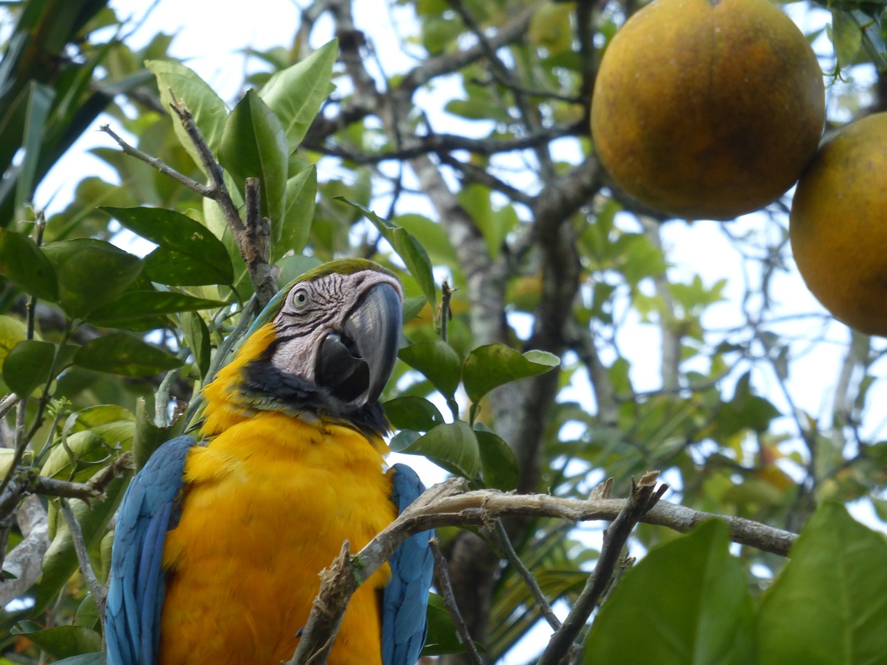 parrot landscape wonder free photo