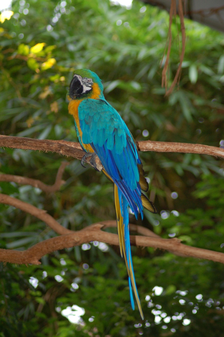 parrot bird blue free photo