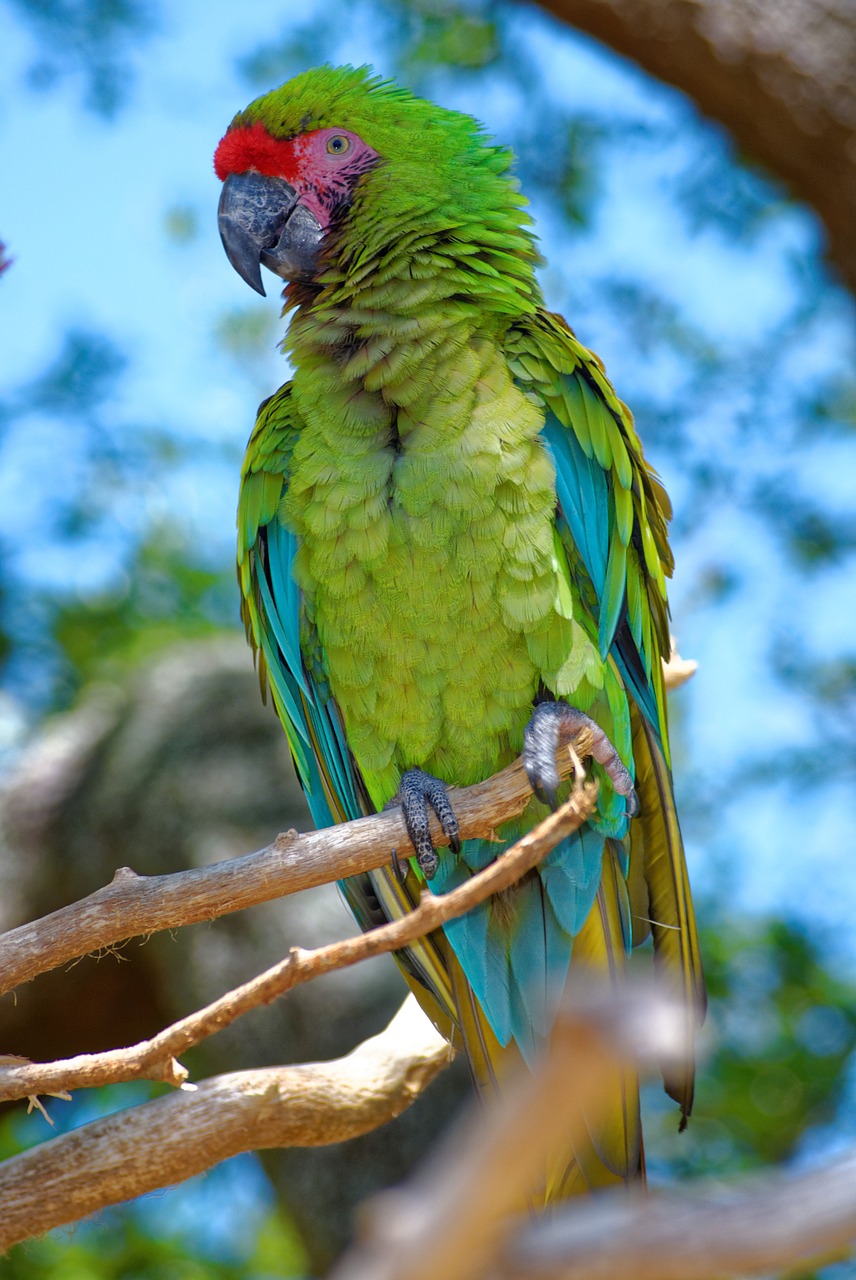 parrot feathers perch free photo