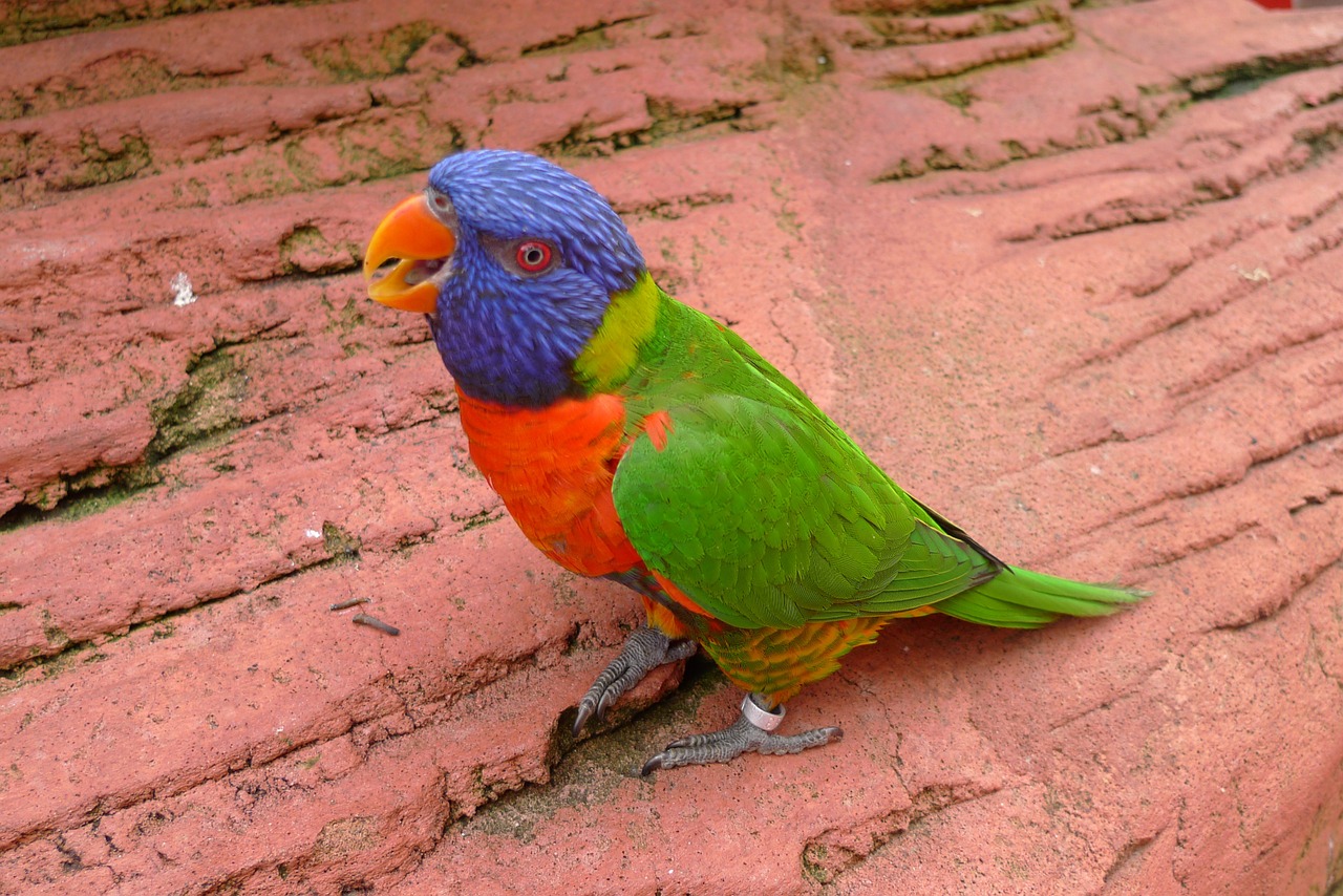 parrot bird plumage free photo