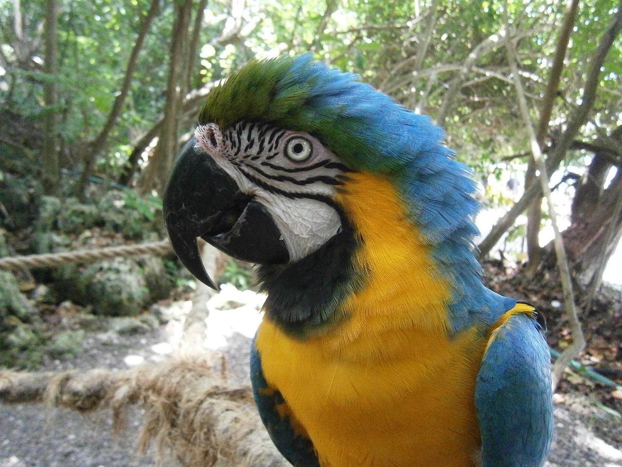 parrot bird blue free photo