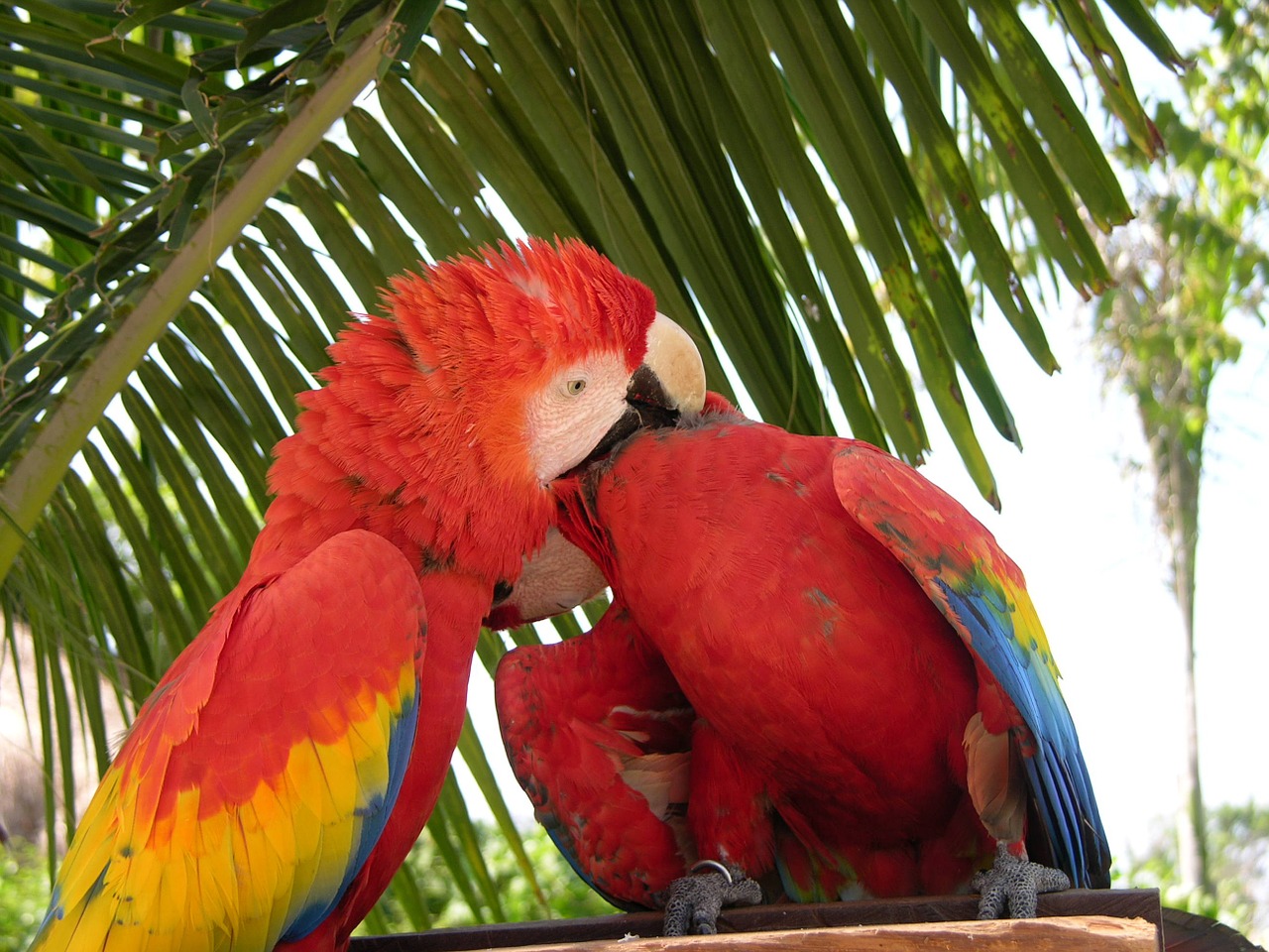 parrot love birds free photo