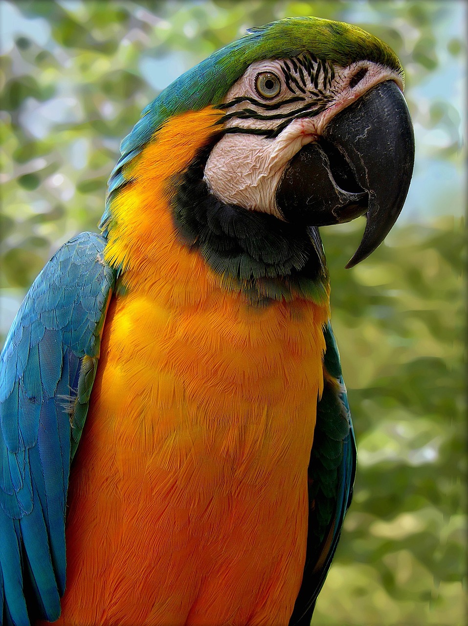 parrot bird colorful free photo