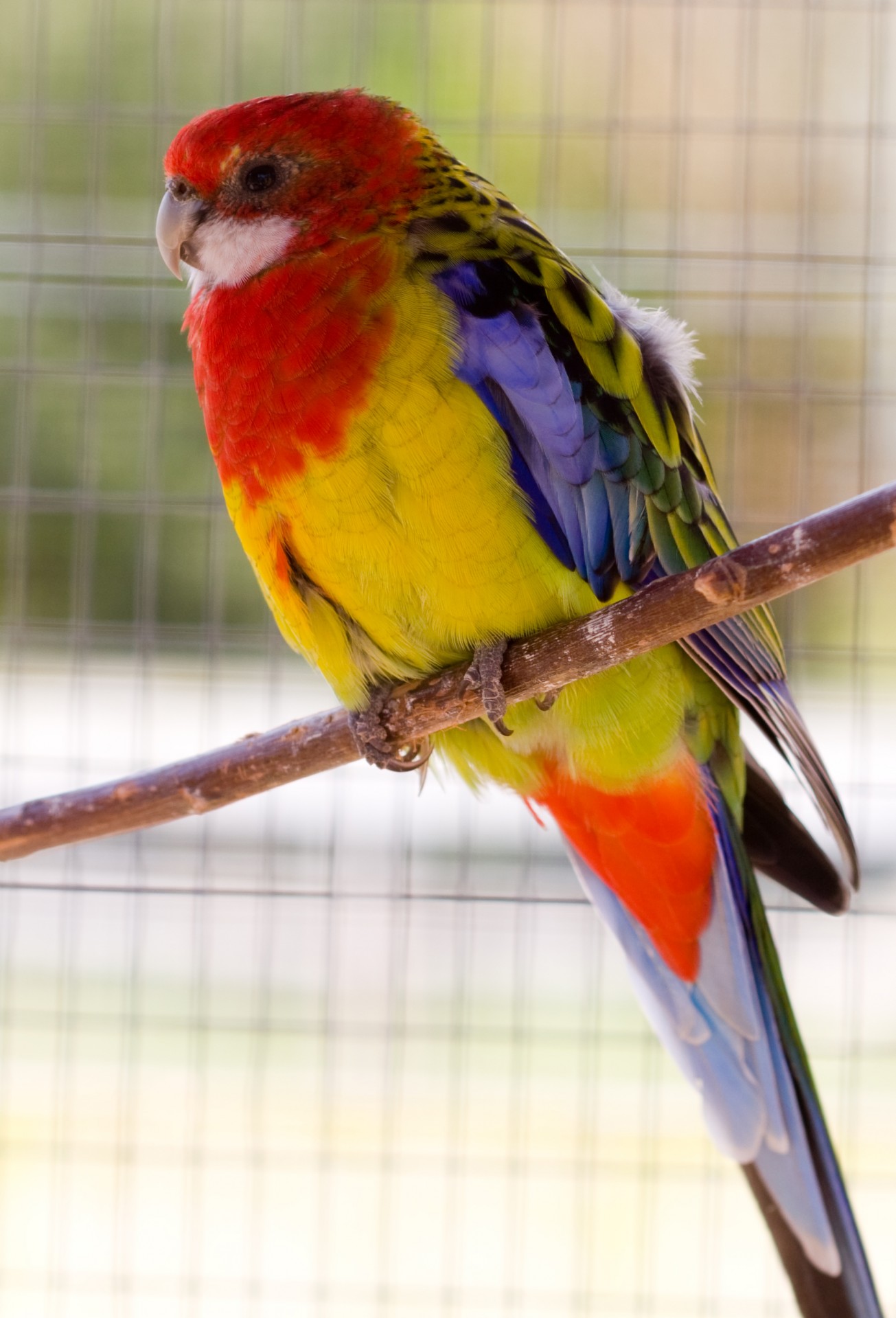 parrot bird tropical free photo