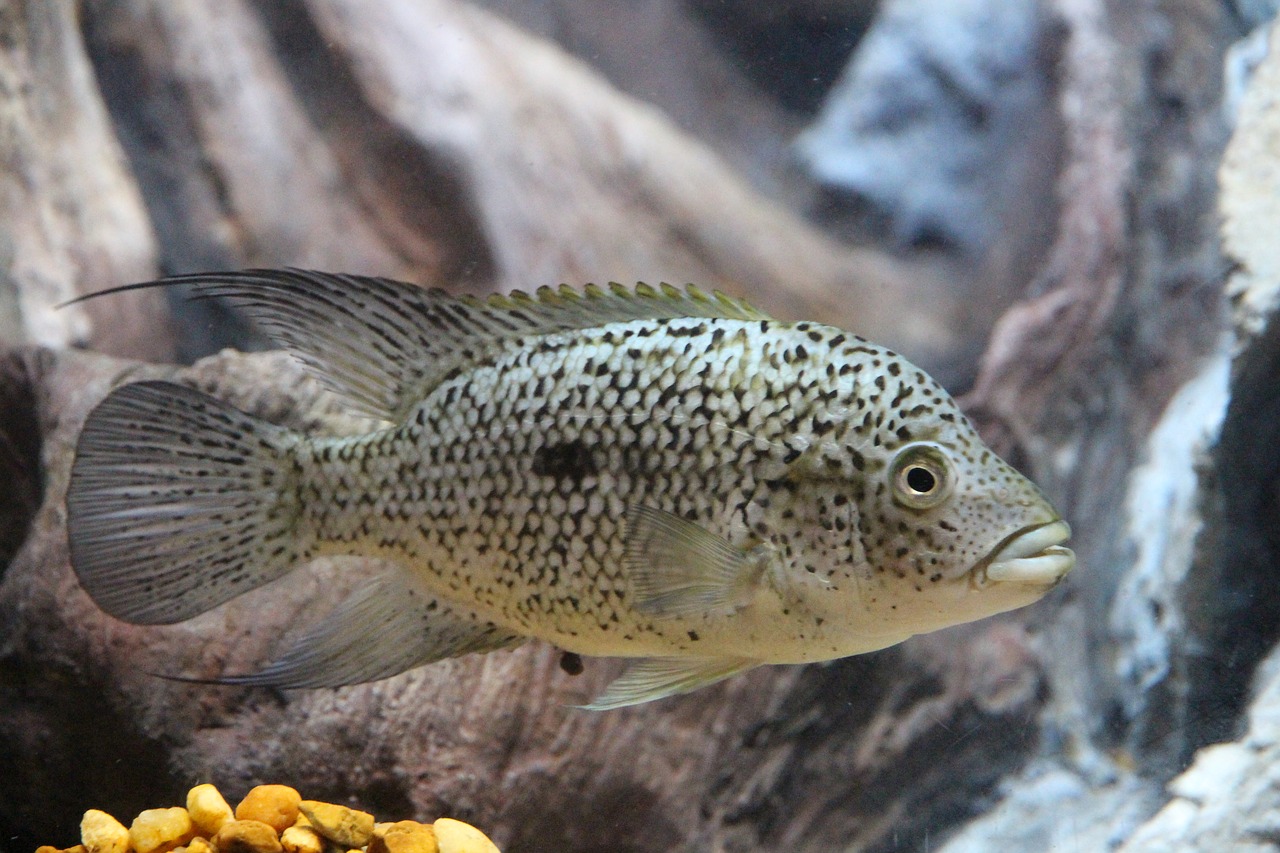 parrot diamond fish herichthys carpintis free photo