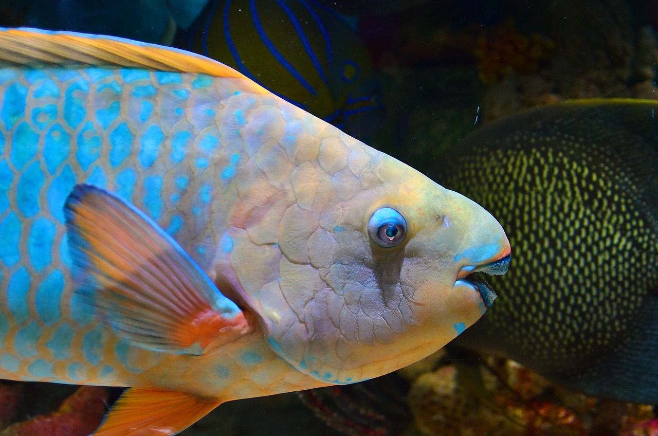 parrot fish fish underwater free photo