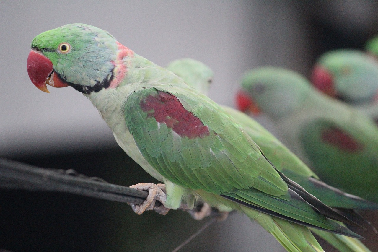 parrot love parrots squawk free photo