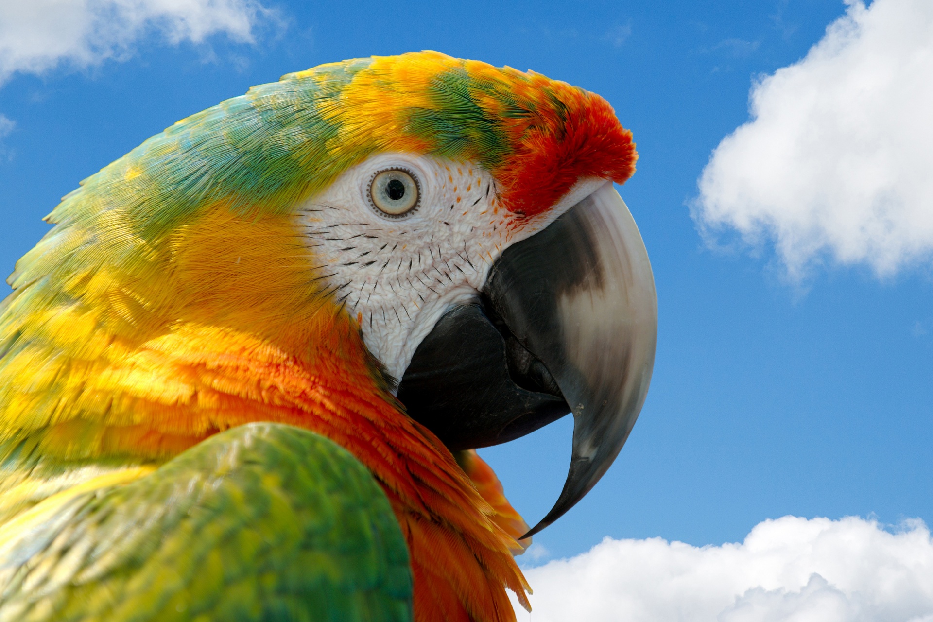 parrot macaw bird free photo