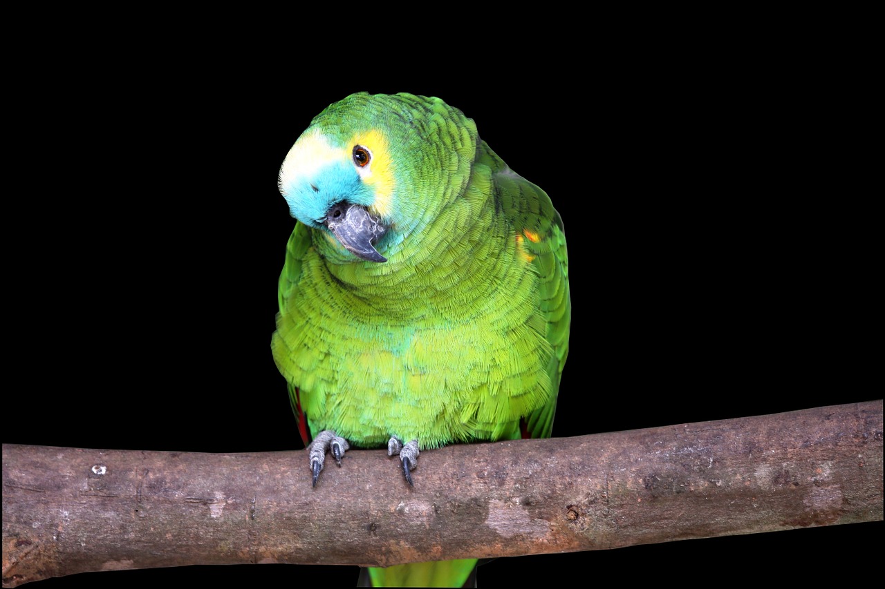 parrot on black background looking pet bird free photo