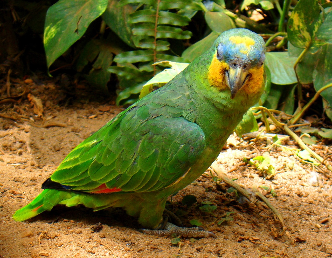 parrot on the floor looking pet bird free photo