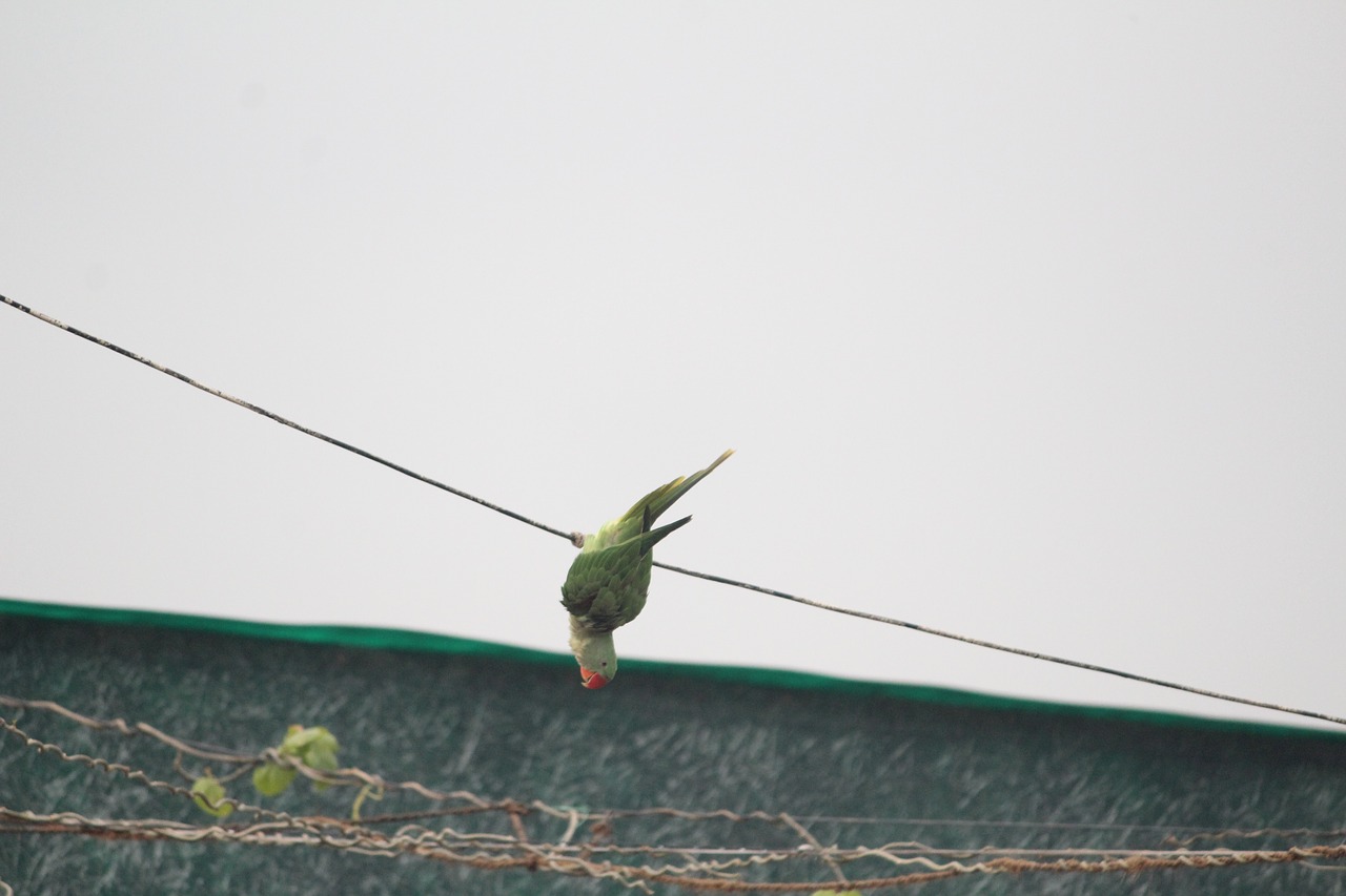parrot showing stunts green parrot bird free photo
