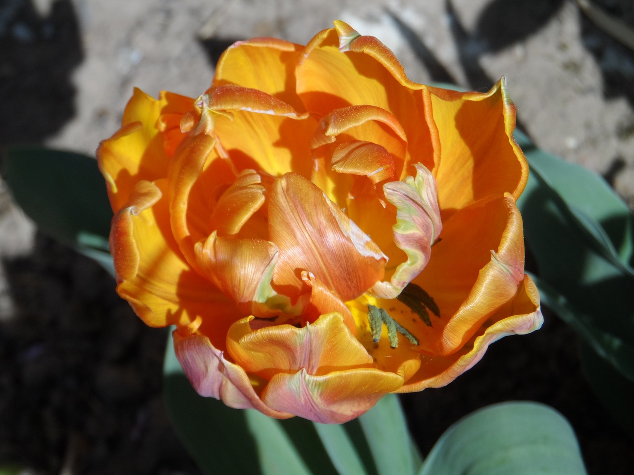 parrot tulip tulip filled free photo