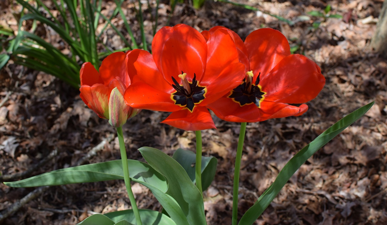 parrot tulip  red  colorful free photo