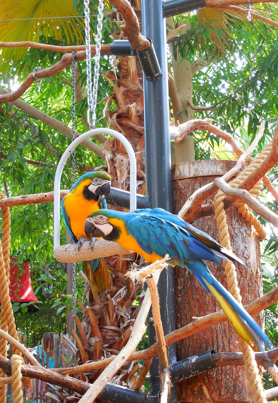parrots aras blue free photo